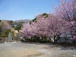中日桜